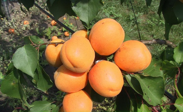 Фруктово-ягодный наполнитель абрикос Ф 12,5 кг 