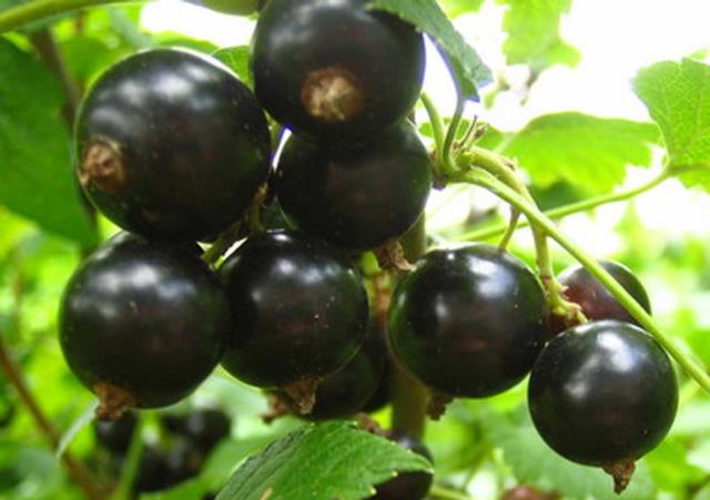 Фруктово-ягодный наполнитель черная смородина 12,5 кг